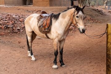 a horse saddled, tight to a wooden pole at the farm road