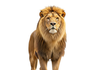 Obraz premium Majestic Male Lion Portrait Displaying Intense Expression Against Transparent Background