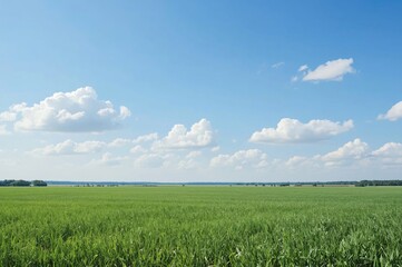 Fototapeta premium Sunny day, vast green field, blue sky, clouds, rural landscape