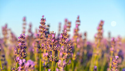 Naklejka premium Lavender Field at Sunset: A close-up of lavender flowers at the edge of field under a cloudless blue sky, evoking feelings of peace and tranquility.