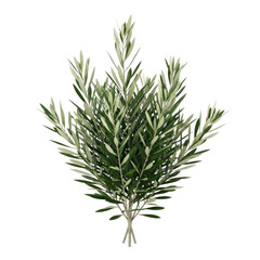 Fototapeta premium olive branch bouquet peace, abundance, and mediterranean elegance