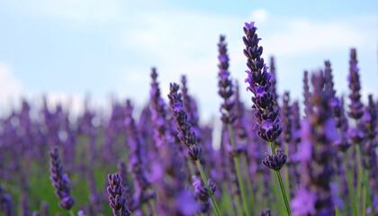 Naklejka premium Field of Purple Lavender Under Blue Sky: A picturesque landscape of lavender blooms stretches endlessly under a vibrant blue sky, the fragrance of the flowers filling the air with serenity and peace.