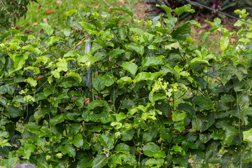 A dense passion fruit vine with bright green leaves growing on a garden support. The climbing plant...