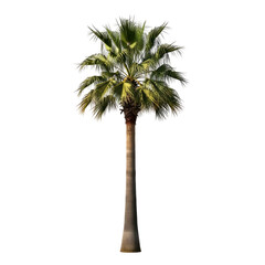 palm tree elegance a tropical escape, on white