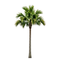 palm tree elegance graceful silhouette against white