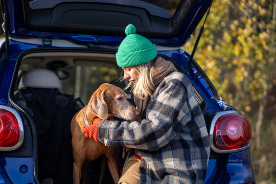Woman puts leash and collar on vizsla dog in trunk of car, preparing for walk in forest or park in autumn in September, October, November. Walking with pet in nature. 