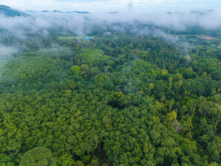Tropical green tree forest with fog various tree leaf texture nature landscape
