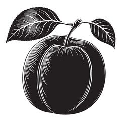 Black apricot fruit Silhouette Vector, High Quality Illustration on White Background