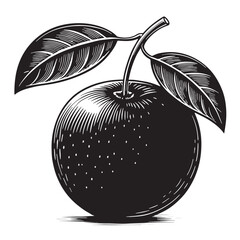 Black calamondin Silhouette Vector, High Quality Illustration on White Background