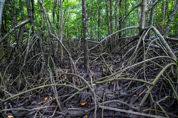 Green tropical mangrove forest pathway ecology