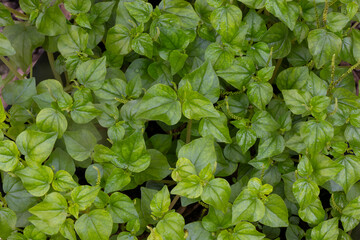Close-Up of Peperomia Pellucida Plants with Fresh Green Leaves