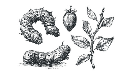 Black and White Sketch of Silkworms and Mulberry Leaf Branch. Vector hand drawn illustration