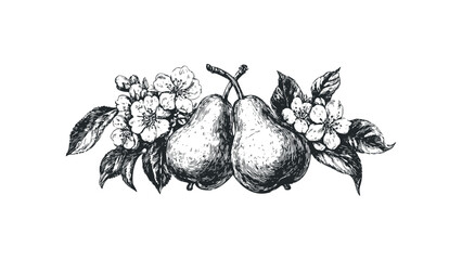 Pears and Cherry Blossoms Hand-Drawn Sketch. Vector hand drawn illustration