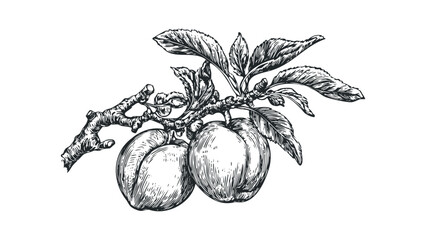 Engraving of ripe plums hanging on a tree branch with leaves. Vector hand drawn illustration