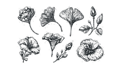 Collection of Hand Drawn Botanical Line Art of Flowers and Ginkgo Leaves. Vector hand drawn illustration