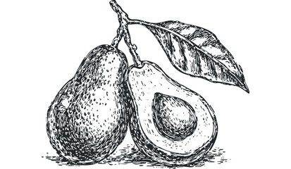 Hand Drawn Avocados with Leaf on Stem. Vector hand drawn illustration