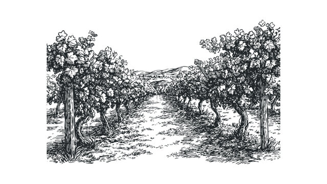 Vineyard row with rolling hills and village in the distance, sketched landscape. Vector hand drawn illustration
