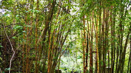 Obraz premium Lush bamboo plants growing closely together, showing strong vertical stems and fresh foliage