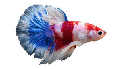 A vibrant betta fish displaying striking red and blue colors with flowing fins.