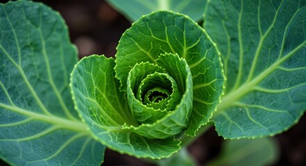 Freshness in the garden A captivating view of a young cabbage with morning dew
