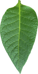 Green tobacco leaves transparent background, Green leaves, PNG