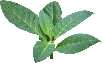 Green tobacco leaves transparent background, Green leaves, PNG