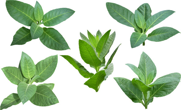 Tobacco plants in the field