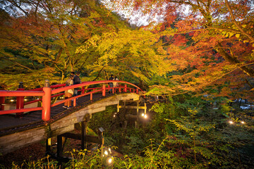 ライトアップされた秋の河鹿橋　群馬県渋川市