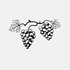 Elegant grape illustration with detailed leaf and bunch vine silhouette