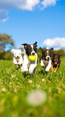 Puppies Playing Fetch in a Green Field