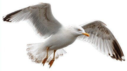 Obraz premium Majestic Seagull in Flight: A Stunning Close-Up