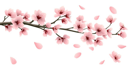 Fototapeta premium Cherry blossom branch with blooming Sakura. Realistic watercolor cherry flower