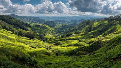 Obraz premium Lush green tea plantations on rolling hills