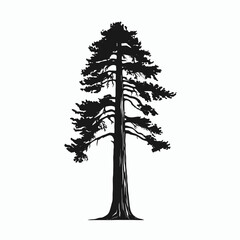 Fototapeta premium Majestic, towering evergreen conifer tree, illustrated as a dark contrasting silhouette