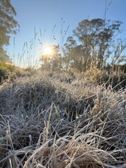 Grass with Light Snow Cover in a Park, Katoomba, Blue Mountains, Australia