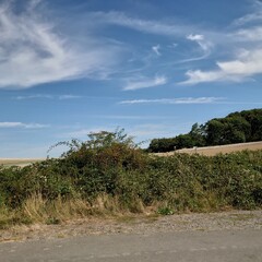 landscape with trees