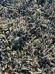 Grass with Light Snow Cover in a Park, Katoomba, Blue Mountains, Australia