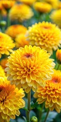 Colorful Yellow Chrysanthemum Blooms in a Garden