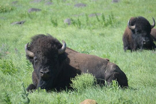 buffalo in the field