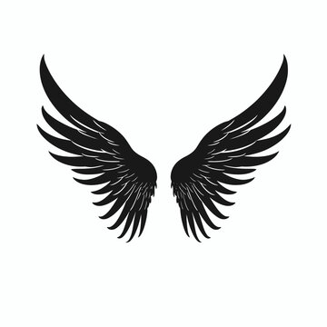 Detailed vector illustration of bird wings, isolated on white background silhouette