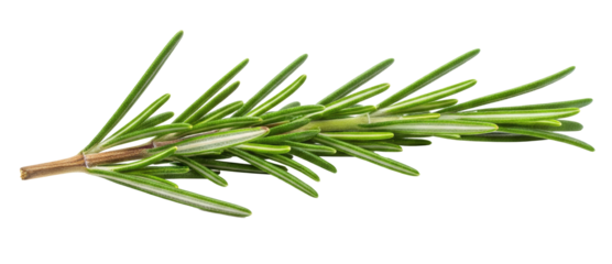 Fresh Rosemary Sprig with Green Needles and Woody Stem png cutout transparent background