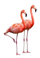 Fototapeta premium Two Pink Flamingos Standing Elegantly on One Leg png cutout transparent background