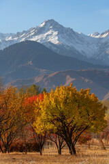 Picturesque landscape with autumn trees against the backdrop of a snow-covered mountain range in...