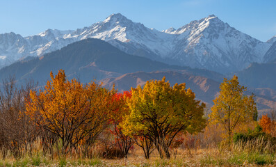 Picturesque landscape with autumn trees against the backdrop of a snow-covered mountain range in...