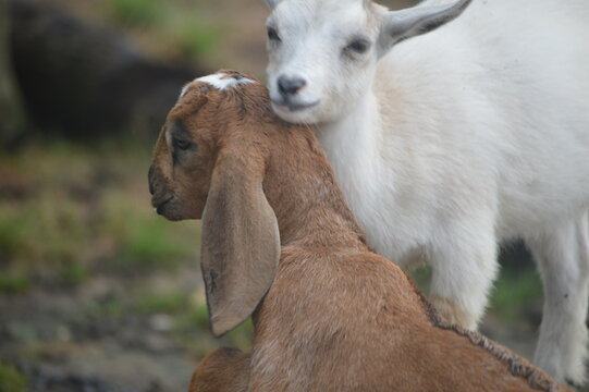 goat on the farm