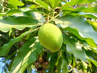 Close-up view from below of a young mango with green leaves against a bright blue sky.