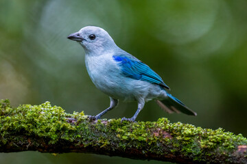 Blue-gray Tanager on mossy branch