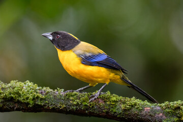 Obraz premium Black-chinned Mountain Tanager on Mossy Branch
