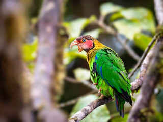 Rose-faced Parrot Perched on Mossy Branch