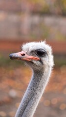 Close-up of an ostrich's head and neck